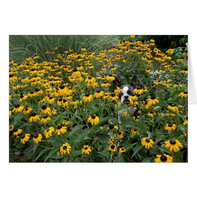 Hiding in the Rudbeckia - Lola B. Boston (Front Horizontal)