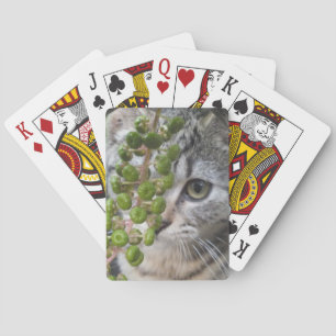 Hiding Kitten Playing Cards