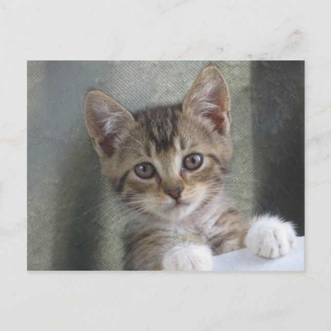 Hiding Kitten Postcard (Front)