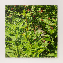Hiding Robin