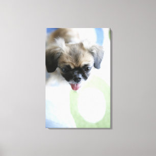 High angle view of an Eskimo Dog Canvas Print
