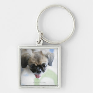 High angle view of an Eskimo Dog Keychain