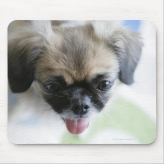 High angle view of an Eskimo Dog Mouse Pad