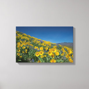 High Desert Balsam Superbloom Canvas Print