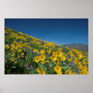 High Desert Superbloom Poster