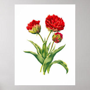 High detail realistic red flower art poster