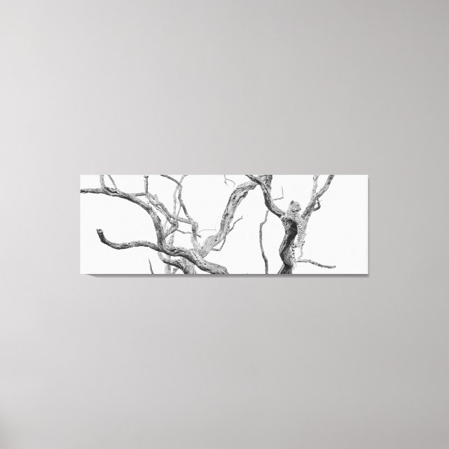 High key Leopard: Inkanyeni Female Canvas Print (Front)