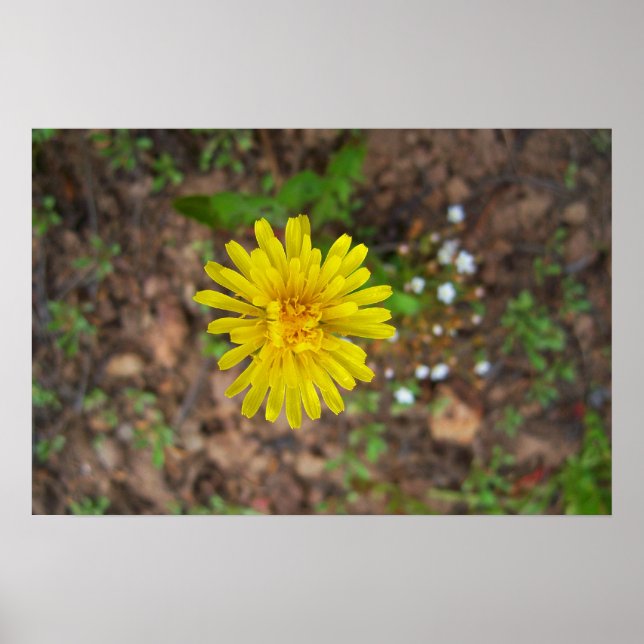High Mountain Dandelion Poster (Front)