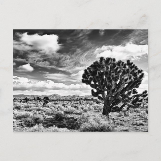 High Noon Postcard (Front)