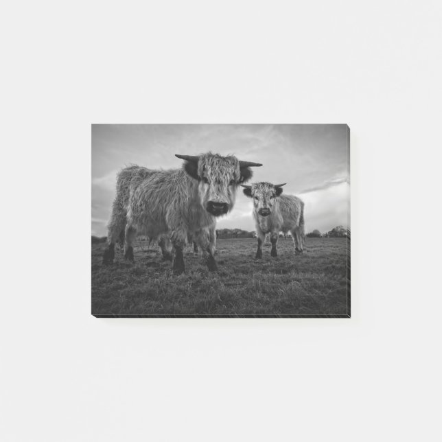 High Park Cow Mono Post-it Notes (Front)