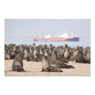 High Quality Photo Print of Cape Fur Seals