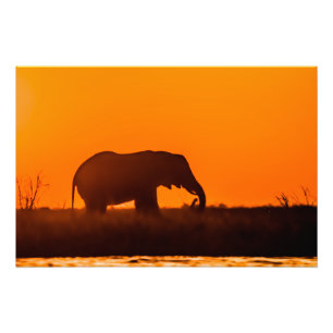 High Quality Photo Print of Elephant at Sunset