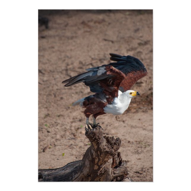 High Quality Photo Print of Fish Eagle (Front)
