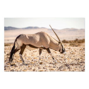 High Quality Photo Print of Oryx in Desert