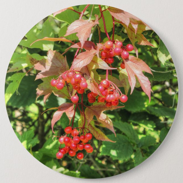 Highbush Cranberries 6 Inch Round Button (Front)