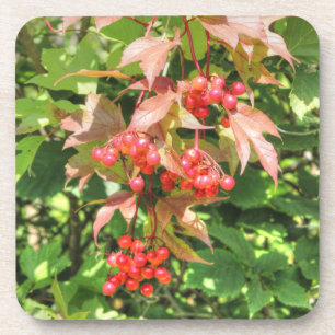 Highbush Cranberries Coaster