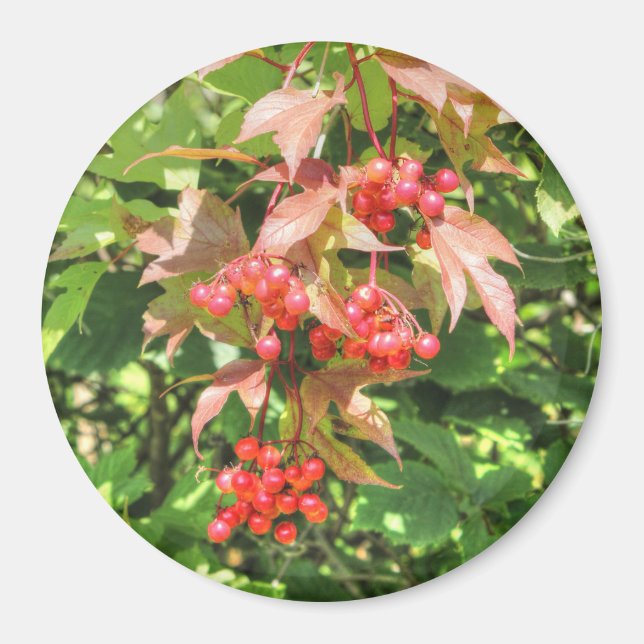 Highbush Cranberries Magnet (Front)