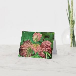 Highbush Cranberry Folded Note Card