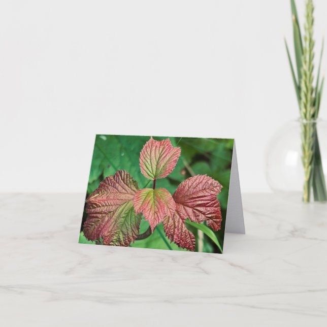 Highbush Cranberry Folded Note Card (Front)