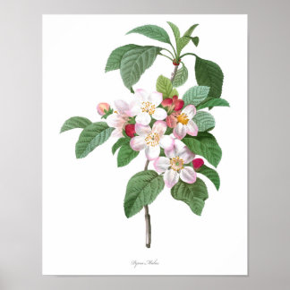 HIGHEST QUALITY Botanical print of Apple Blossom