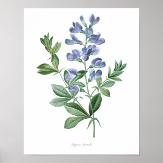 HIGHEST QUALITY Botanical print of Baptisia