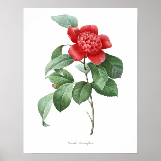 HIGHEST QUALITY Botanical print of Camellia (Front)