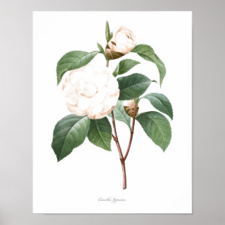 HIGHEST QUALITY Botanical print of Camellia
