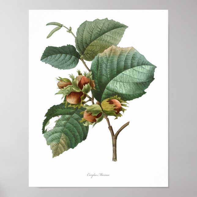 HIGHEST QUALITY Botanical print of Filbert (Front)