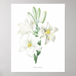 HIGHEST QUALITY Botanical print of Madonna Lily