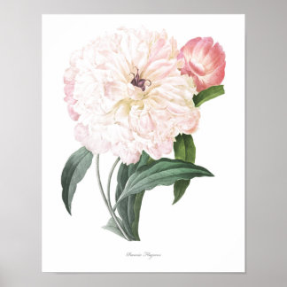 HIGHEST QUALITY Botanical print of Peony