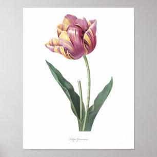 HIGHEST QUALITY Botanical print of Tulip