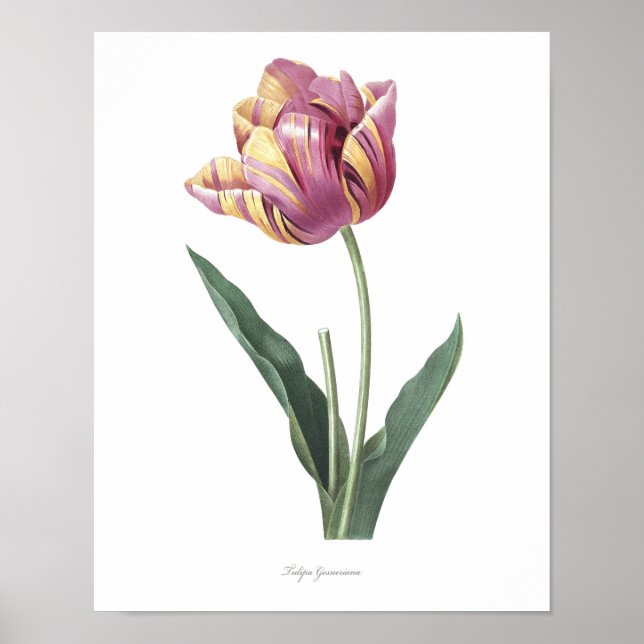 HIGHEST QUALITY Botanical print of Tulip (Front)
