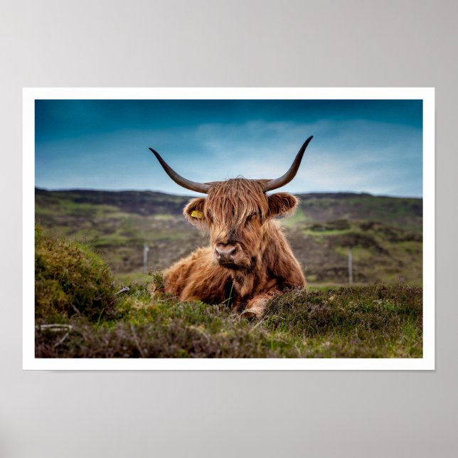 Highland Bull Lying in Grass Poster (Front)