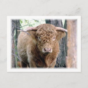 Highland Bull Postcard