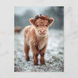 Highland Calf in Snow with Holiday Wreath Postcard