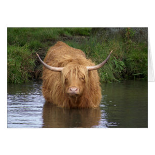 Highland Cattle