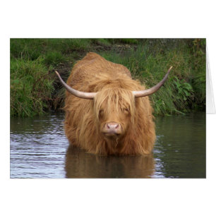 Highland Cattle