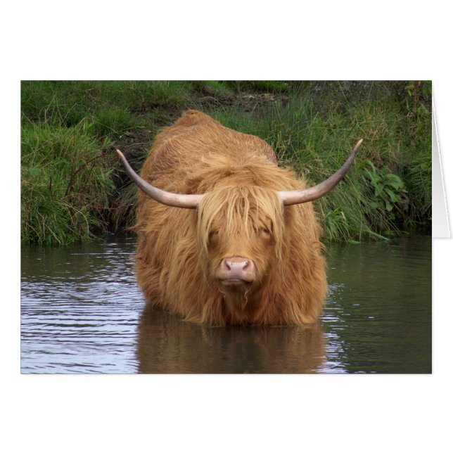 Highland Cattle (Devant horizontal)