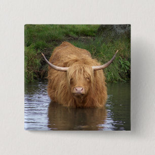 Highland Cattle 2 Inch Square Button