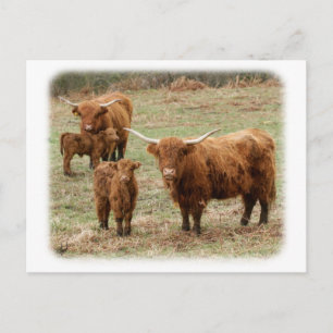 Highland Cattle 9Y316D-055 Postcard