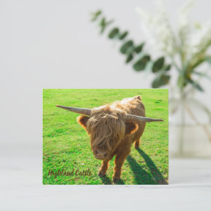 Highland cattle bovine for animal and farm lover holiday postcard