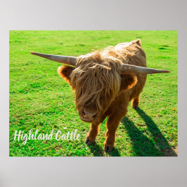 Highland cattle bovine for animal and farm lover poster (Front)