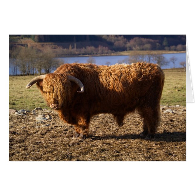 Highland Cattle Bull, Écosse (Devant horizontal)