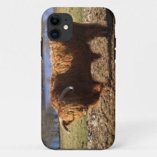 Highland Cattle Bull, Scotland iPhone 11 Case