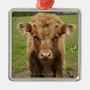 Highland Cattle calf, near Dufftown, Metal Ornament