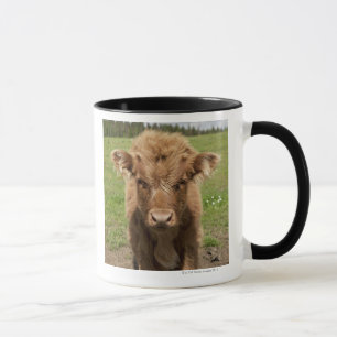 Highland Cattle calf, near Dufftown, Mug