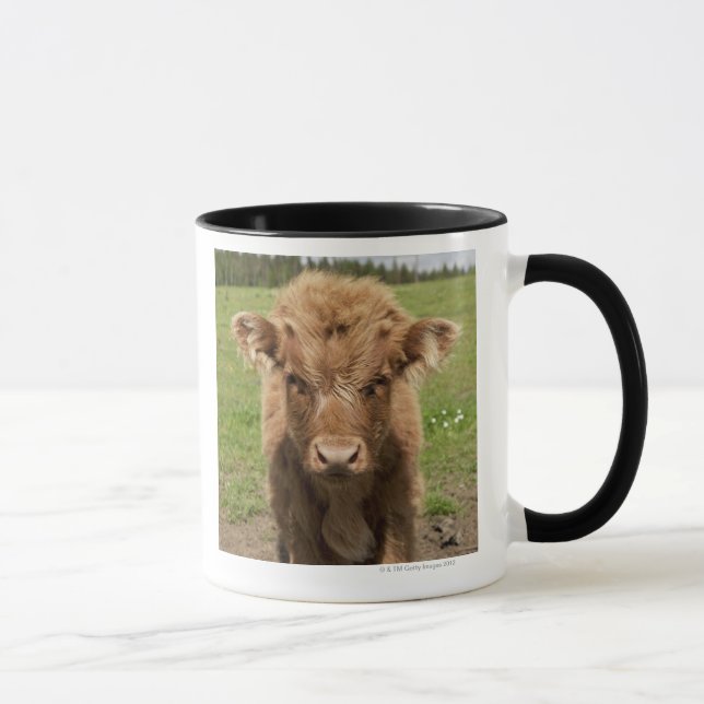 Highland Cattle calf, near Dufftown, Mug (Right)