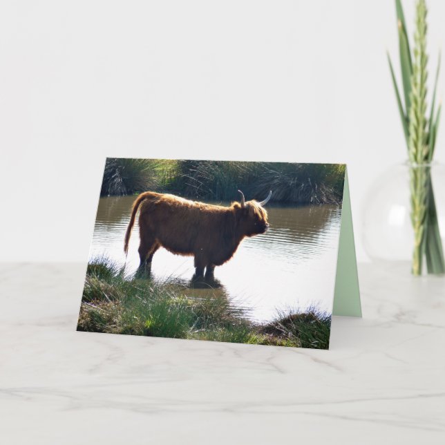 Highland Cattle Card (Front)