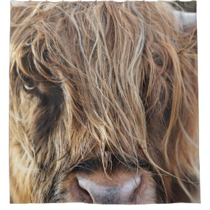 HIGHLAND CATTLE COW FACE