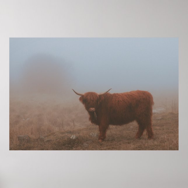 HIGHLAND CATTLE COW POSTER (Front)